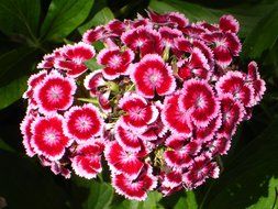 sweet william is turkish carnation