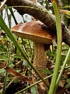 growing fungus plant in autumn close-up