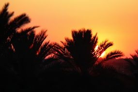 terrific trees sunset