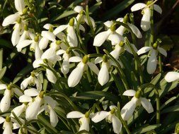 top view on snowdrops