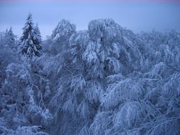 panorama of the snow-covered forest