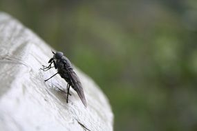 fly insect wildlife closeup