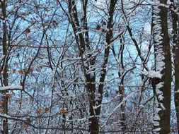 snowy branches of the forest trees