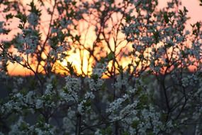 evening sun behind branches with flowers