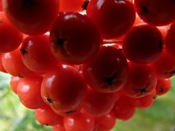 bunches of red rowan close-up on a blurred background