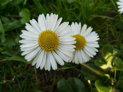 Two white daisy among green grass