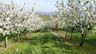 white blooming fruit trees at spring