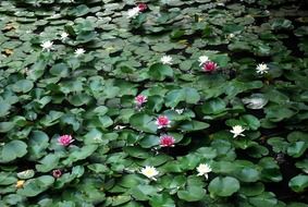 top view of a field of water lilies