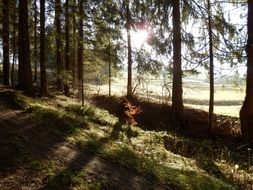 walk in the morning forest