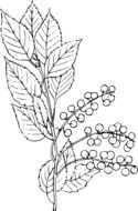 Beautiful black and white drawing of the chokeberry plant at white background