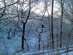 landscape of snowy forest in winter