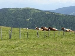 flock of cows on a meadow