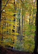 autumn trees in forest