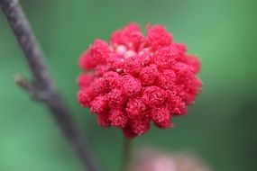 amazing red flower