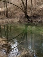 pond in a wintry forest