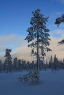 pine snow forest