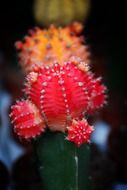exotic cactus