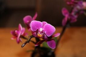 purple flower orchid on a blurred background