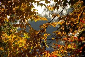 evening photo of autumn forest