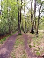 trail forest path spring view