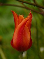 red tulip bud on green leaf background