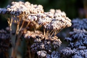 wild plant in rime