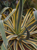 Photo of agave plants