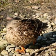 brown duck cleans feathers