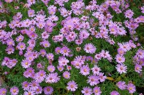 a bush with lots of purple flowers