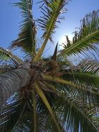 palm tree with green leaves under the sun