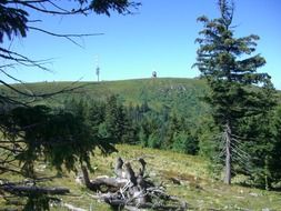 rhizome in black forest