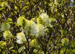 flowering bush in the bright sun close up