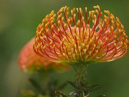 Close-up of the beautiful red, orange and yellow flowers at blurred background