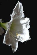 profile photo of a blooming white buttercup