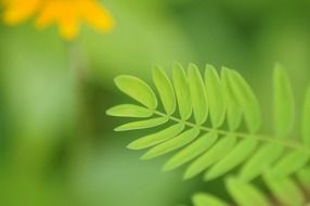 green leaf on blurry background