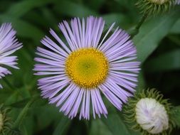 flower with violet sharp petals