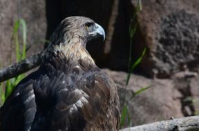 black bird of prey close-up on blurred background