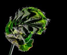 green plant in the dark