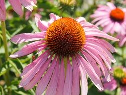 echinacea flowerhead