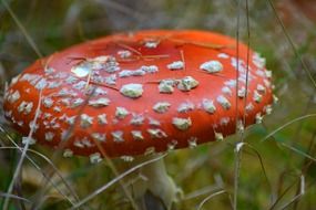poisonous fly agaric in dry grass close-up