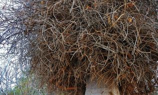 old tree wood