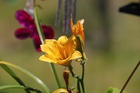 yellow flowers in springtime nature