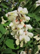 robinia, pseudoacacia, black locust, white fragrant flowers
