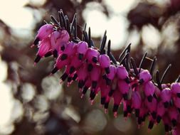 plant with unusual purple inflorescences