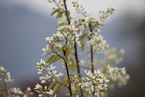 tree branch with small white flowers