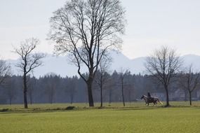 man riding a horse among the trees