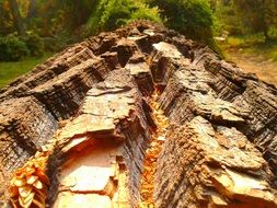 Macro photo of the bark
