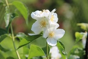 white flowers in the garden