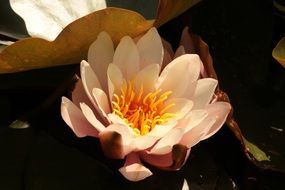 Macro photo of the water lily