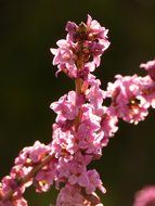 daphne plant blossom